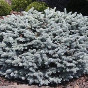 Lucretia Colorado Spruce
