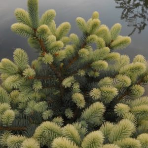 Nimetz White Tipped Colorado Spruce
