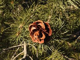 Pinyon Pine Pinus edulis