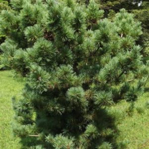 Rough Bark Japanese White Pine