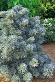 Blue Angel Japanese Pine