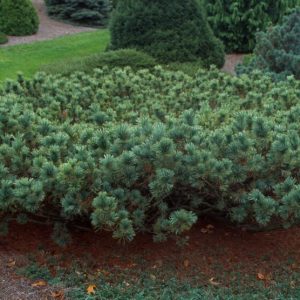 Dwarf Blue Japanese Stone Pine