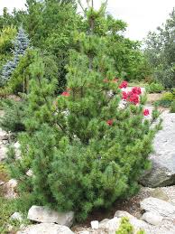 Diggy Eastern White Pine