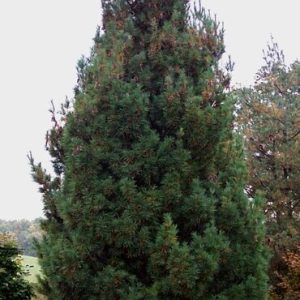 Columnar White Pine