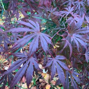 Purple Umbrella Fullmoon Maple