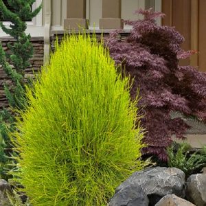 Franky Boy Oriental Cedar