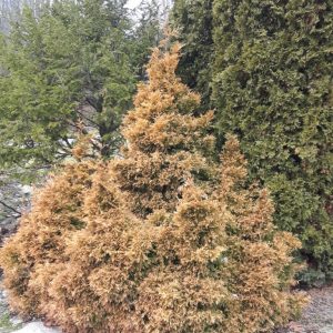 Eastern Sunrise White Cedar