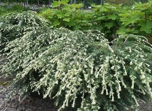 White Tipped Canadian Hemlock