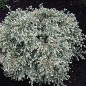 Moonfrost Canadian Hemlock