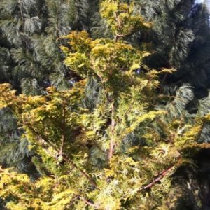 Sure is Gold Hinoki Cypress