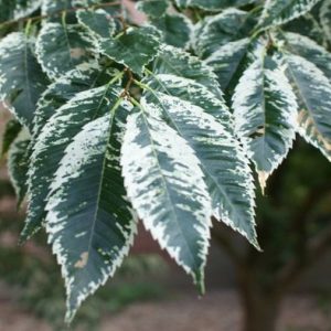 Variegated Zelkova