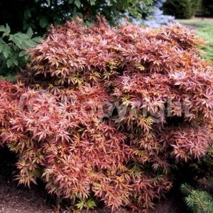 Carll's Corner Japanese Maple