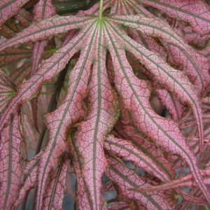 Mikazuki Japanese Maple