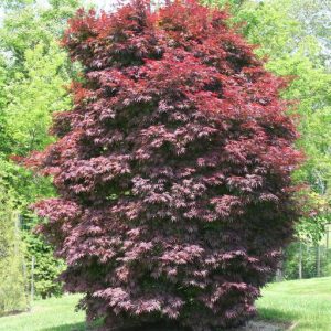 Pixie Japanese Maple