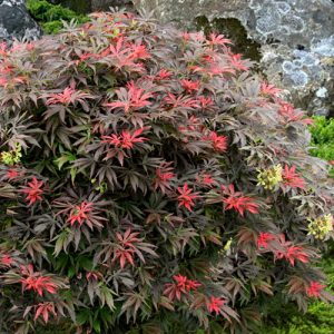Orion Japanese Maple