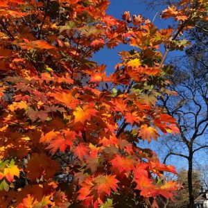 Kinugasa yam Korean Maple