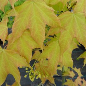 Golden Tsinling Maple