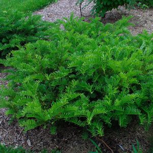 Jurassic Imprint Plum Yew