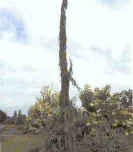 Strict Weeping Alaskan Weeping Cypress