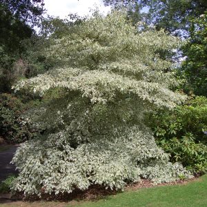 Variegated Wedding Cake Tree