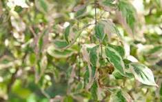 Tricolor Cornelian Cherry Dogwood