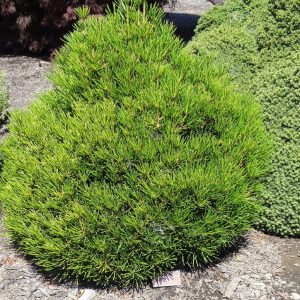 Picola Japanese Umbrella Pine