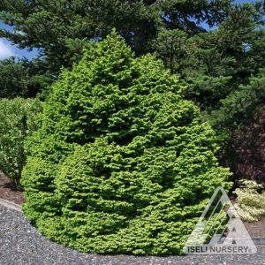 Witches Brood Norway Spruce
