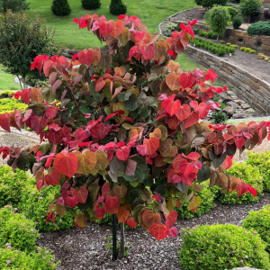 Hearts a Fire Eastern Redbud