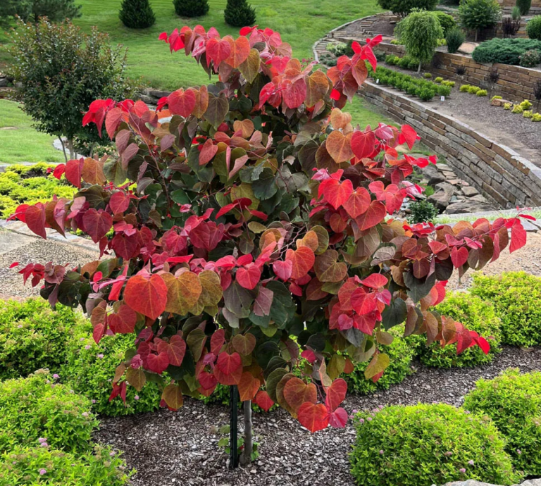 Cercis-canadensis-Hearts-a-