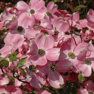 Cherokee Brave Native Flowering Dogwood
