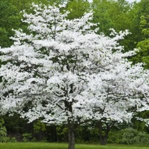 Cherokee Princess Flowering Dogwood