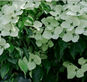 Blue Ray Chinese Dogwood